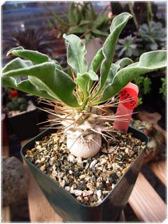 pachypodium namaquanum description you are bidding on actual plant in