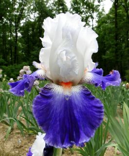 Tall Bearded Stars and Stripes Forever Iris Showy 10 Perennial Plant
