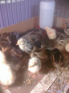 fresh fertile hatching chicken eggs Araucana