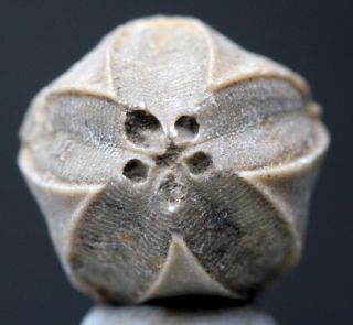 Ancient Fossil Sea Life Blastoid Echinoderm Echinoid Mineral Specimen