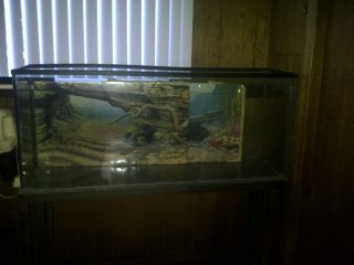 50 Gallon Fish Tank with Hood and Metal Stand