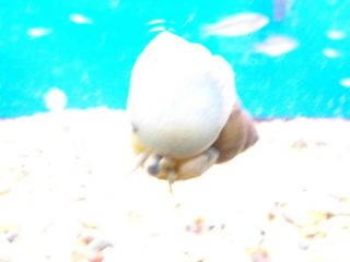 20 Live Trapdoor Snails Koi pond fish tank aquarium ALGA CONTROL CLEAN