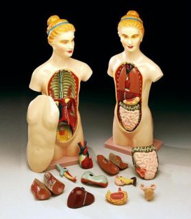 18 Human Female Torso Anatomical Anatomy Medical Model