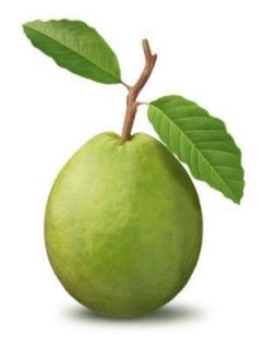  Psidium Guajava Fruit Tree Shrub Evergreen Seeds Gift Comb s H