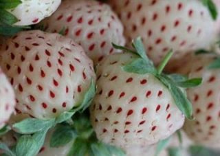 A1200 500 Seeds White Alpine Strawberry Fragaria Vesca Pineberry Fruit