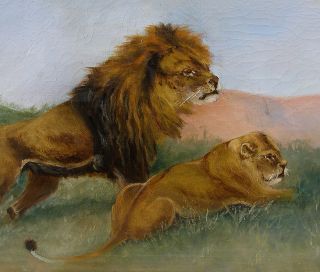 Antique salon oil. Young lions on grassy African savanna. 1890. Signed
