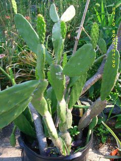  Tall Indian Fig Prickly Pear Cactus Plant Opuntia Ficus Indica