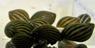 10 Live Zebra Nerite Snails for Your Fish Tank Aquarium