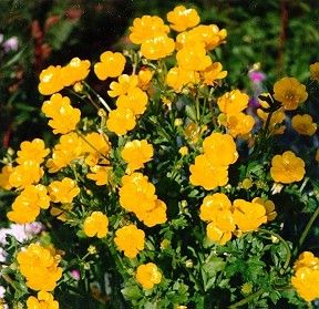  of 3 Buttercup Groundcover Plants Yellow Flowers Grows Anywhere