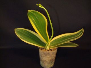Phalaenopsis Amabilis Variegated Orchid Phal in Spike