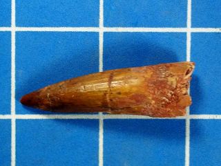 to recent times large 2 inch spinosaur dinosaur tooth 990