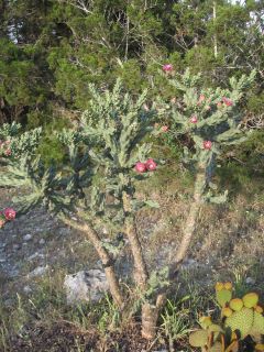 Flowering Tree Like Cane Cactus Joshua Tree Like cuttings Cold Hardy