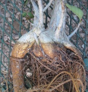 Ficus Palmeri Thick Roots Wrap Around Objects Bonsai 2