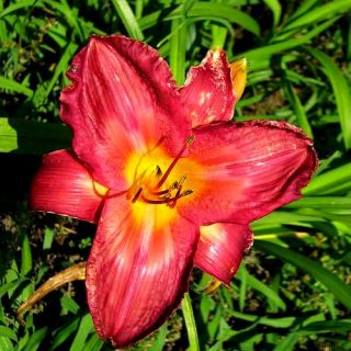 Clarence Williams Red DAYLILY DF Live Plants Perennial Flowers