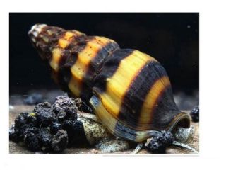 Assasin Snails  Live Arrival GUARANTEE Feeder Snail