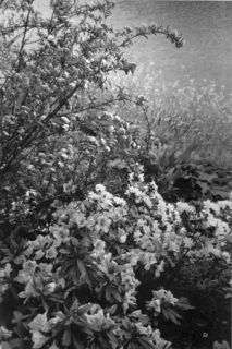 Flowers and Trees Signed by Lee Friedlander Limited Ed