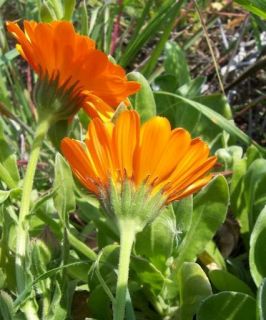 general description and information the calendula flower is a low
