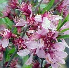 RUSSIAN ALMOND SHRUB  2 3 FT  FLOWERING  FRUIT   SALE TODAY ONLY