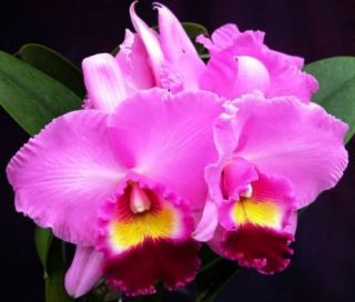  Awarded Cattleya Orchid Plant Large Lavender Purple Flowers