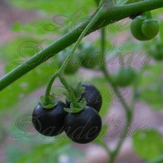  Garden Huckleberry Fruit Seed Garden Seeds by AzureDandelion