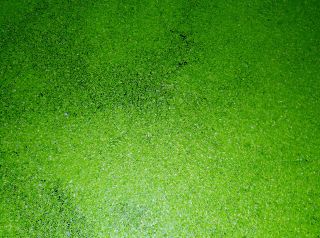  Duckweed Floating Pond Plant Food Source Turtles Koi Gold Fish Frogs