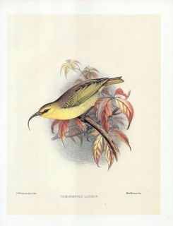 Frederick Frohawk Print Endemic Hawaiian Bird Nukupuu