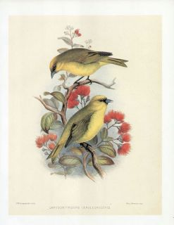Frederick Frohawk Print Endemic Hawaiian Bird Kauai Akepa or Akekee