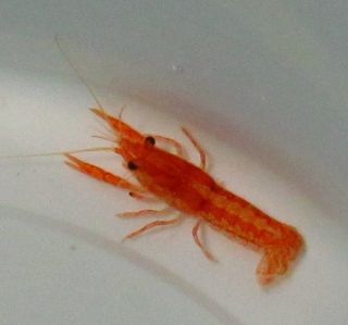  Dwarf Orange Freshwater Crayfish CPO