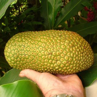  Integer Yummy Like Jakfruit RARE Fruit Tree Live Seedling