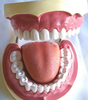 Giant Tooth Teeth Brushing Hygiene Dental Education Teaching Model New