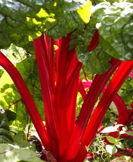  Rhubarb Seeds "Crimson Red" Organic