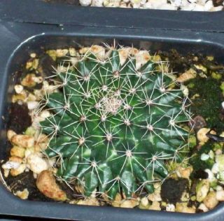  Mammillaria Heyderi Hemispherica Edible Fruited Cactus Plant