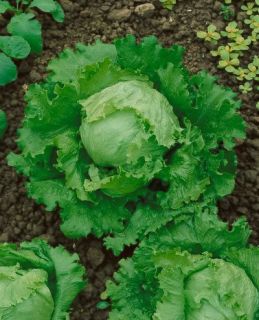 Vegetable Seeds Lettuce Great Lakes 118 Garden Seed