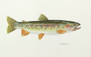Watercolor Portrait of A Cutthroat Trout Mortensen Art Fish Wildlife