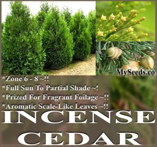 Incense Cedar Tree Seeds Calocedrus Decurrens Fragrant Foilage