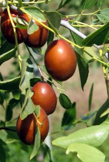  JUJUBA Chinese Date Jujube (10 Seeds) Tropical Fruit Tree Medicinal
