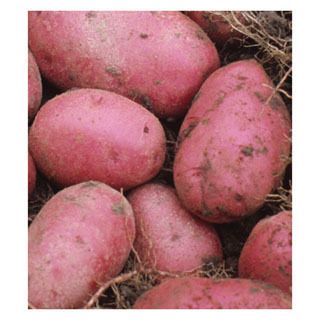 SEED POTATOES 5 lb Red Pontiac Certified Organic COMBINED SPRING