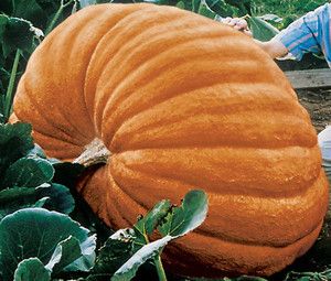 Giant Vegetables DILLS ATLANTIC GIANT PUMPKIN SEEDS GROW 100 OR LARGER