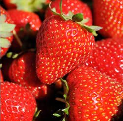 Strawberry Plants Organic 25 Ozark Beauty ORDER NOW for SPRING