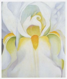 White Iris Color Art Book Print by Georgia OKeeffe