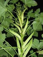 Okra Giant Cowhorn Non GMO Heirloom 50 Vegetable Seeds
