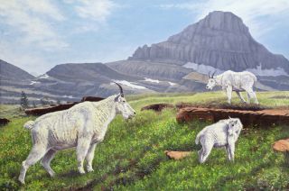   in the High Country mountain goats canvas giclee by Gary Johnson s n