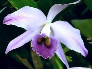 Cattleya Orchid Lc. Gaskell Pumila Azure Star HCC/AOS ~ 29 Bulbs