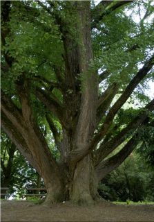30 Ginkgo Biloba Seeds Maidenhair Tree Collected in 2012