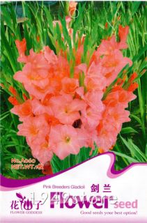 Seed Pink Gladiolus Flower Bulbs Flower Gift A060 剑兰