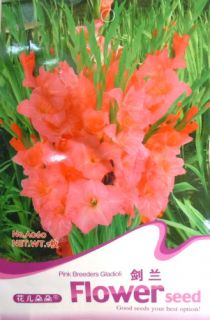 A060 Flower Pink Gladioli Gladiolus Seed Pack Bulb x 1