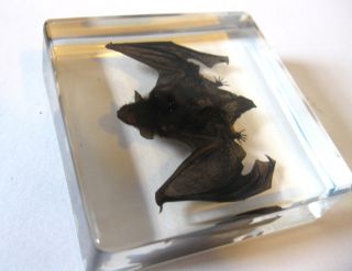 Bat Scary Specimen in Glass Block Paperweight Oddities Desktop Decor