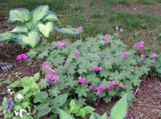 Geraniums Perennial Ground Covers Beautiful Fall Colors Free