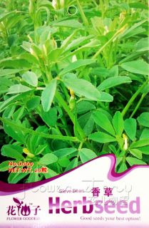Vanilla Seed ★ 20 RARE Herb Grass Seeds Green Popular Hot Plant