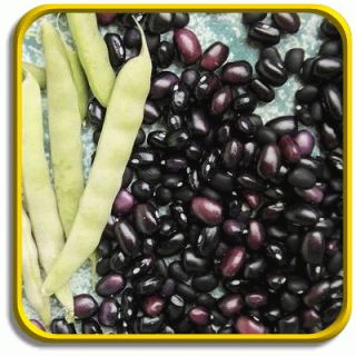 Black Turtle Jumbo Dry Bean Seed Packet 160